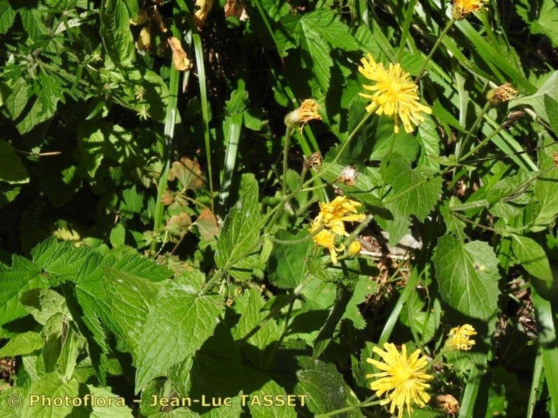 Radicchiella 8