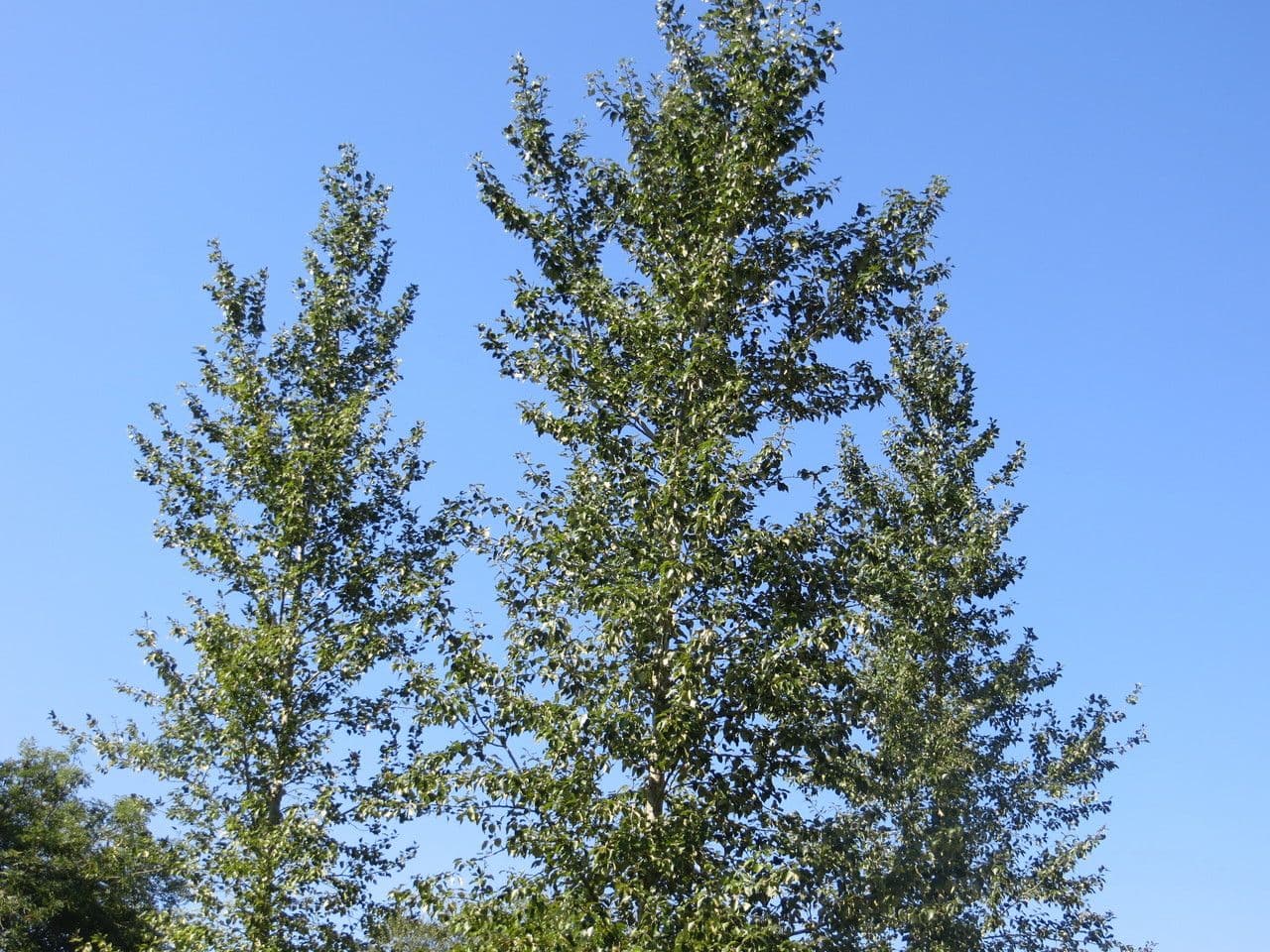 Pioppo nero 6