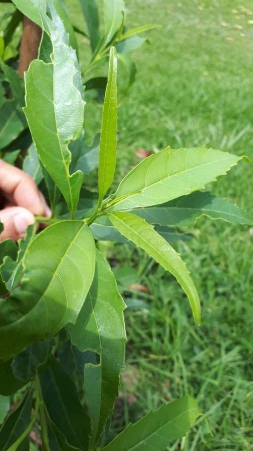 Citharexylum à queue 17