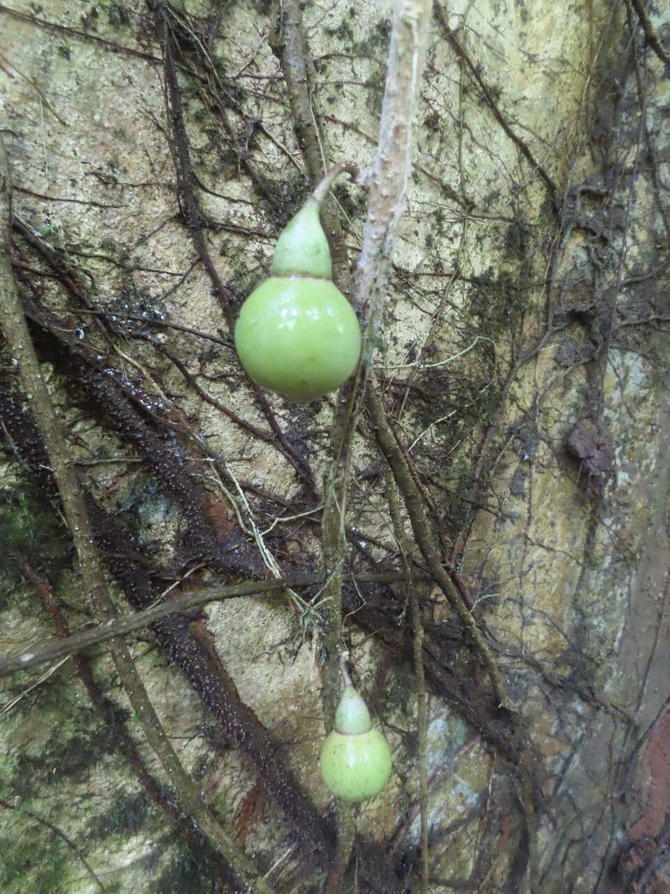 Schlegelia 4