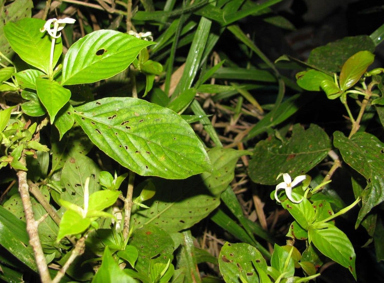Chomelia 11