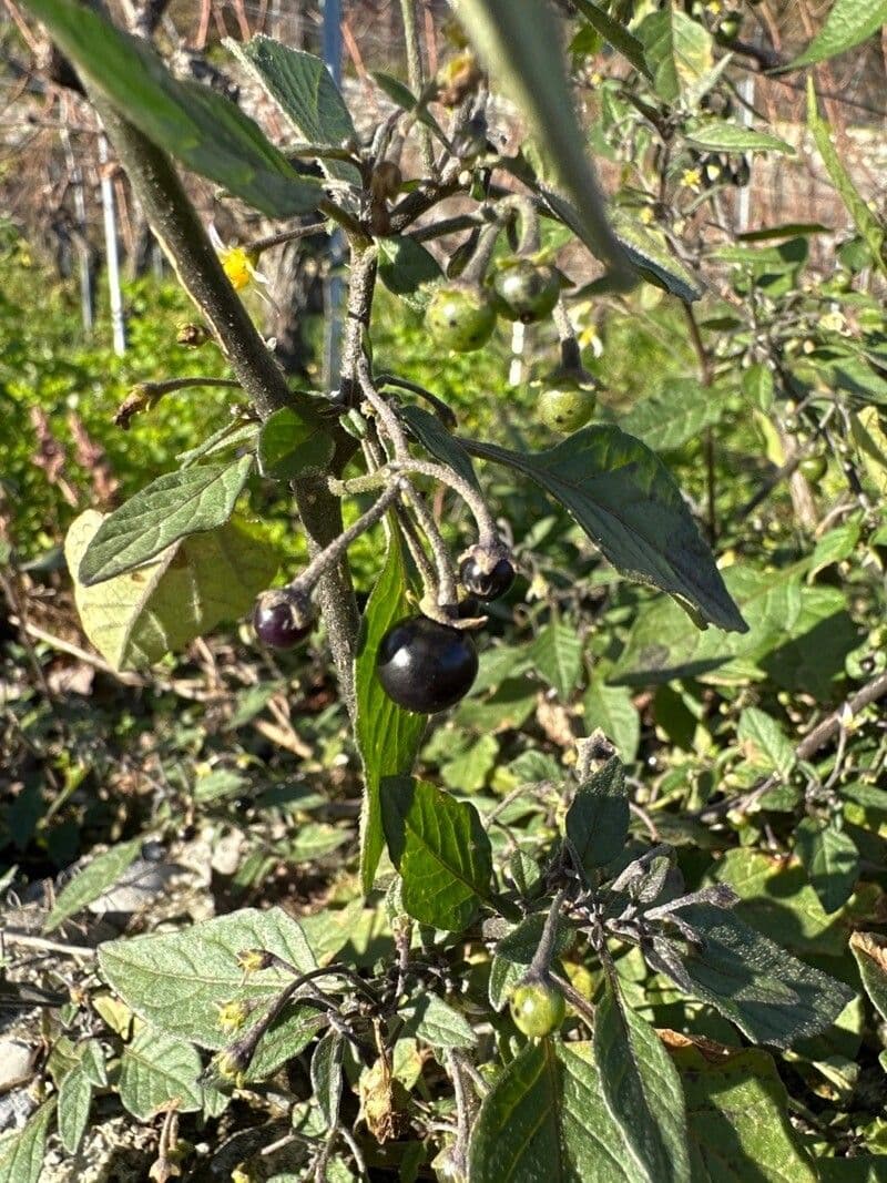 Solano 6