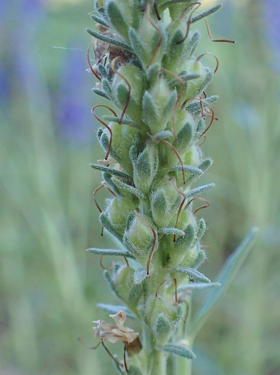 Veronica spigata 4
