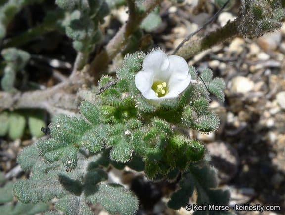 Phacelia affinis 2