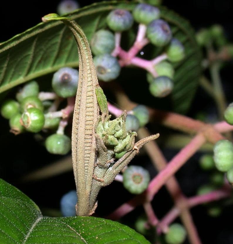 Miconia affine 3
