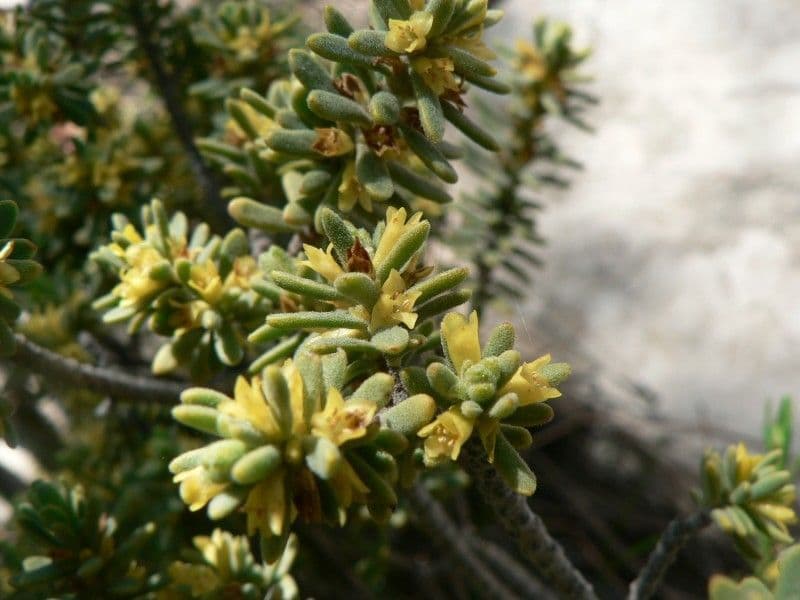 Daphne tinctoria 24