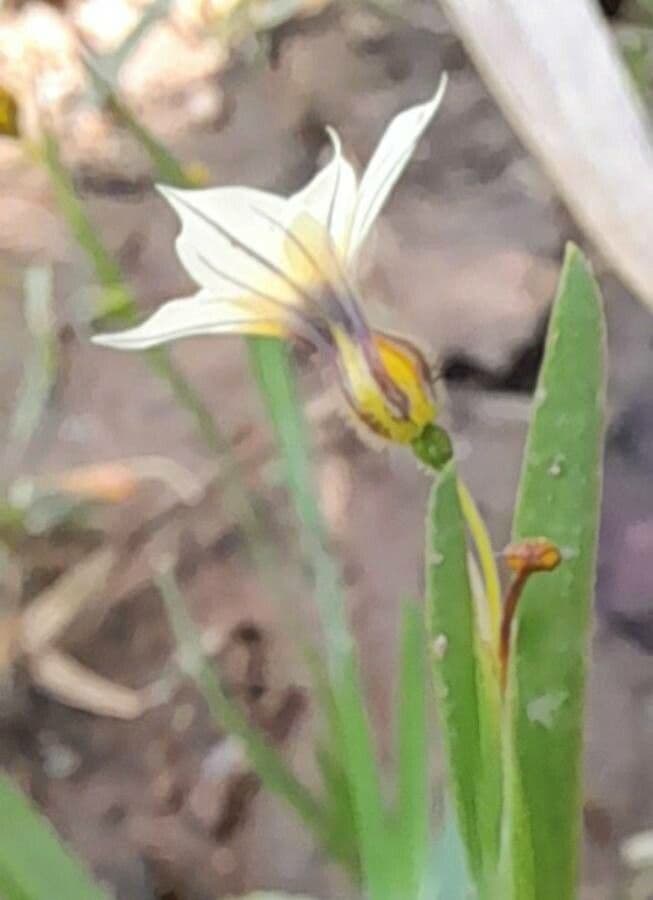 Sisyrinchium micranthum 6