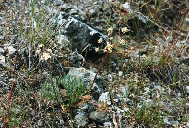 Lomatium di Engelmann 7