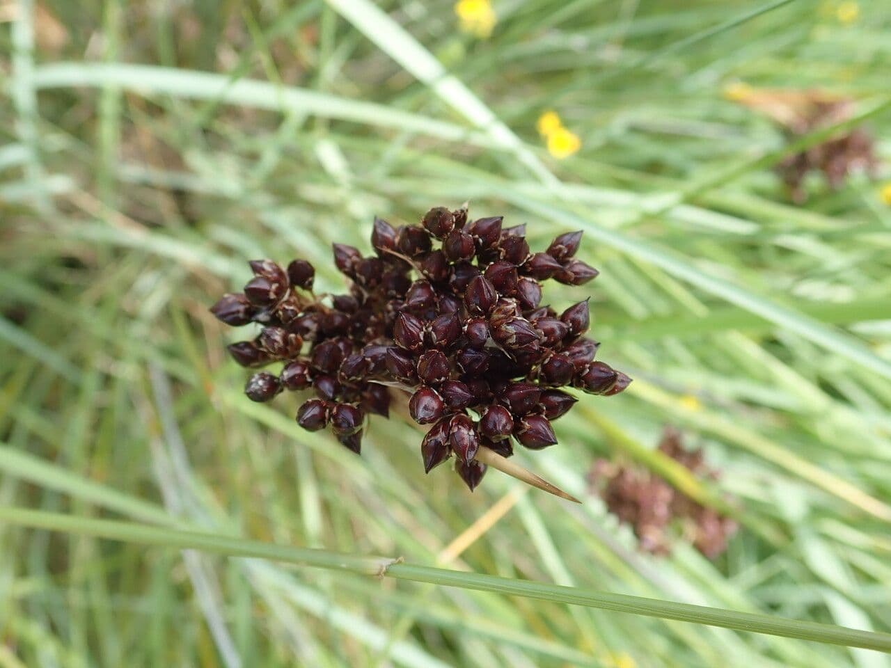 Stechende Binse 6