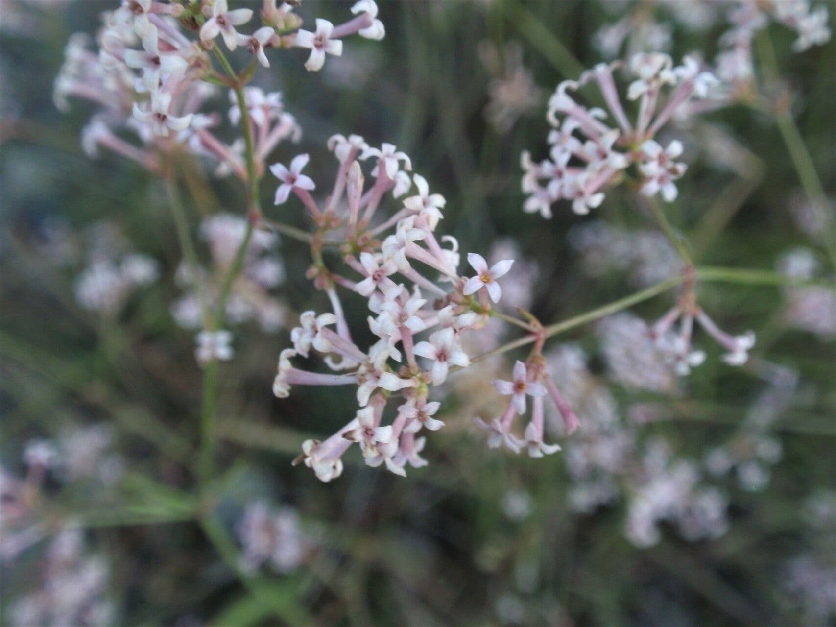 Asperula aristata 8