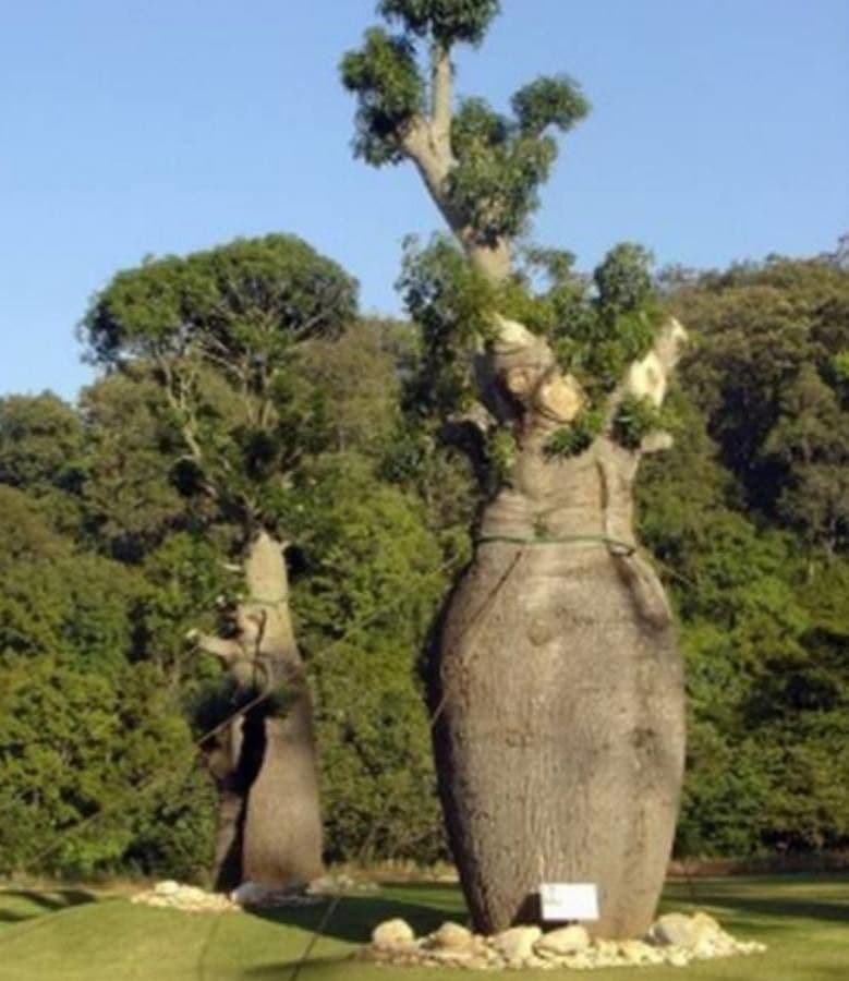 Baobab australský 8