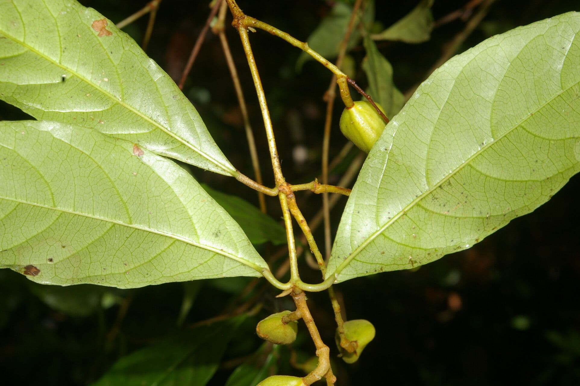 Rinorea 5