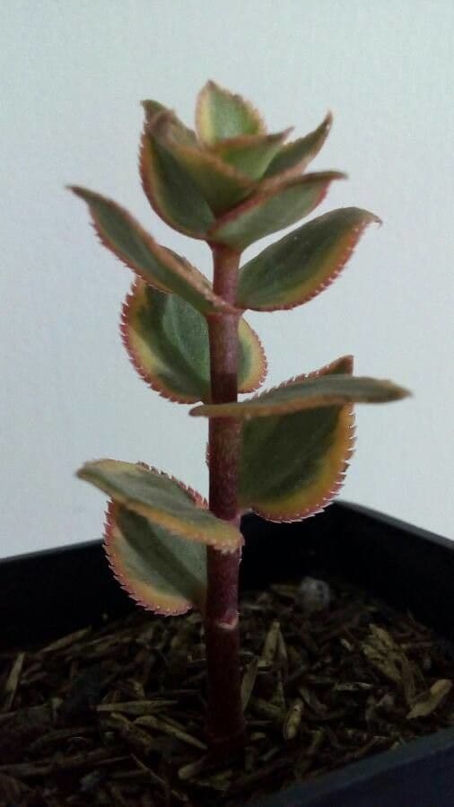Crassula 8