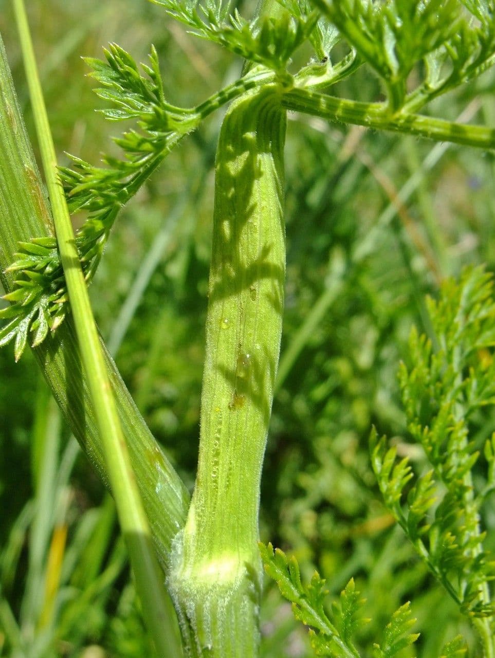 Laserpitium 24
