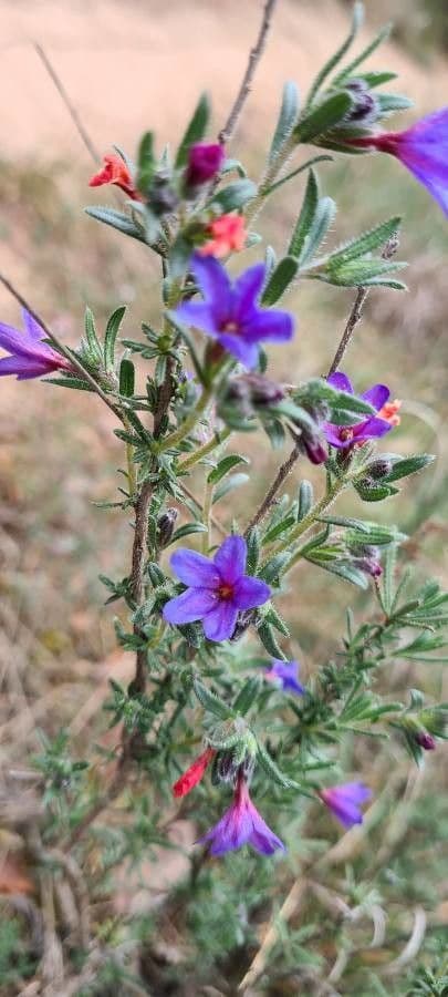 Erba perla arbustiva 2