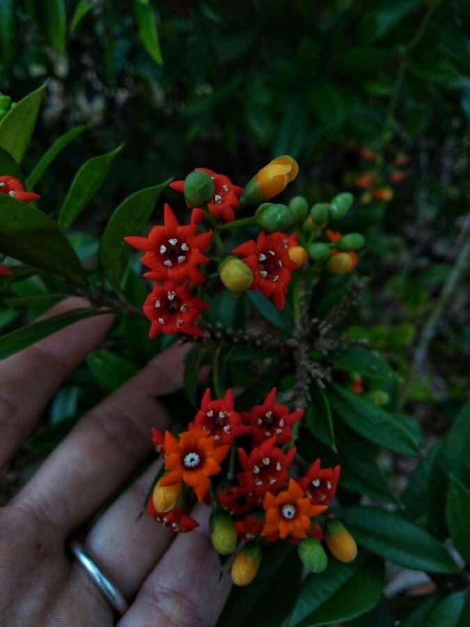 Bonellia macrocarpa 6