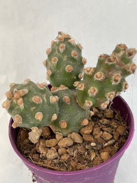 Tephrocactus