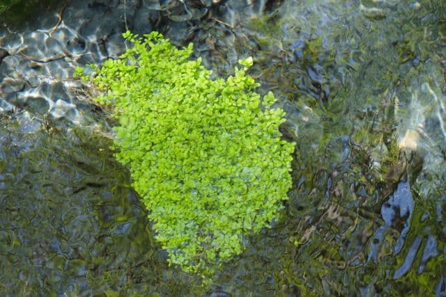 Callitriche eterofilla 3