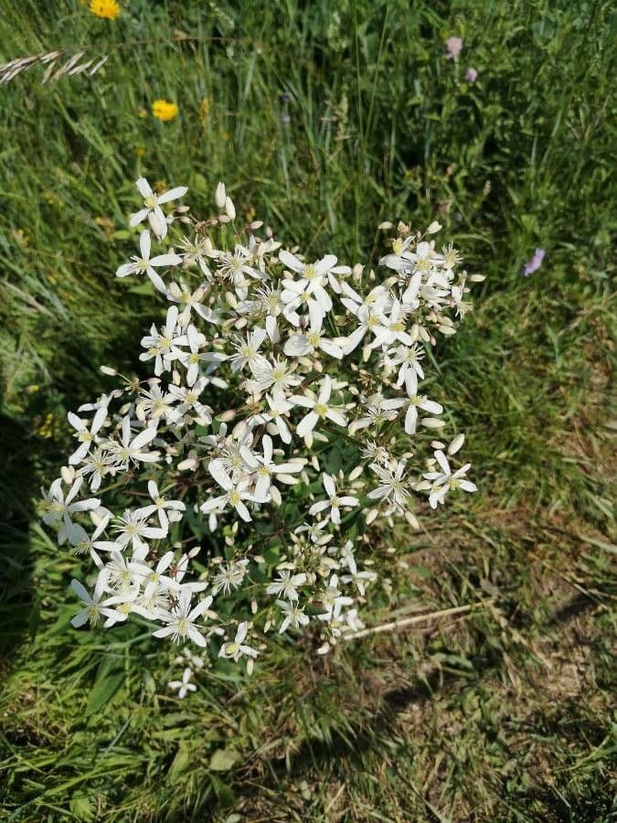 Clematis recta 14