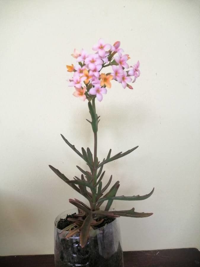 Kalanchoe 8