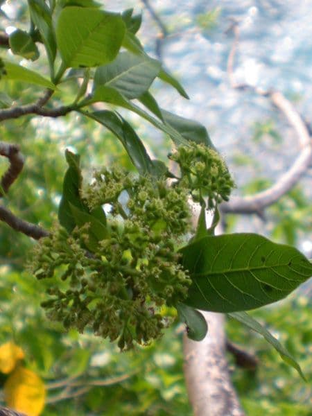 Cabbagetree 2