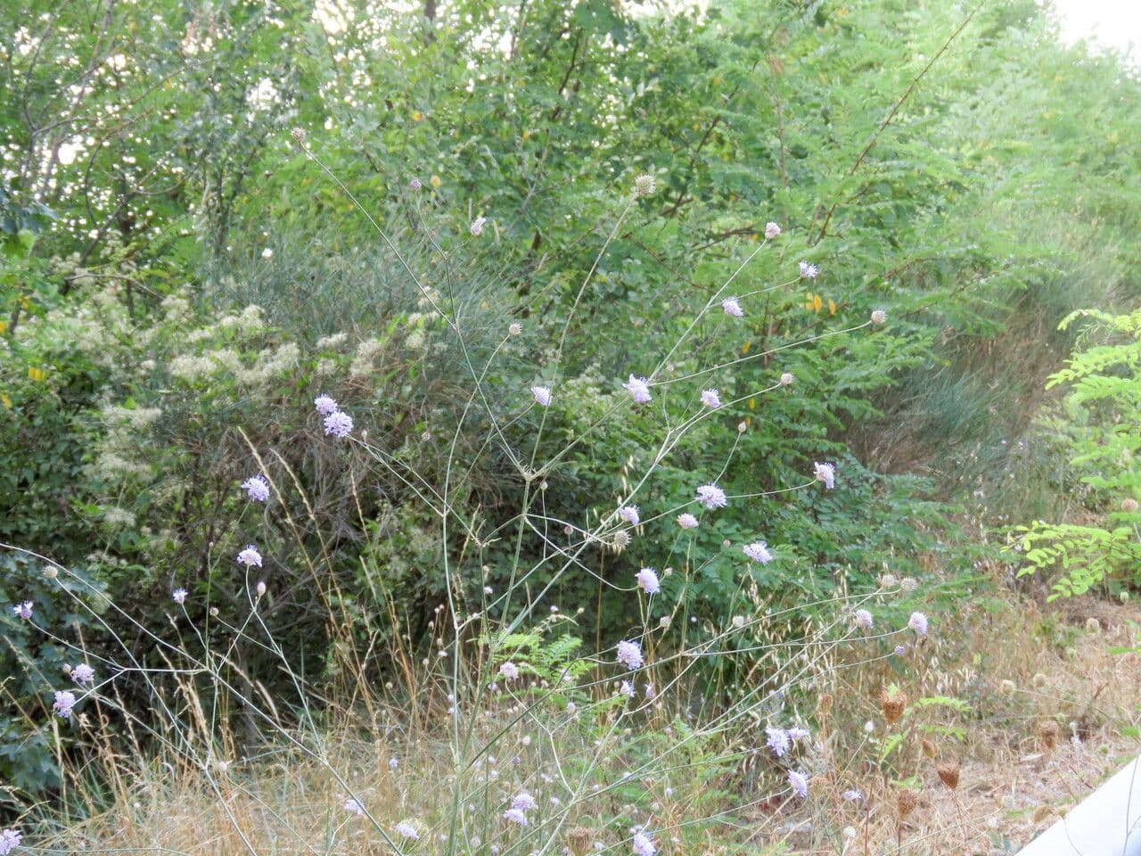Cephalaria transilvana 12