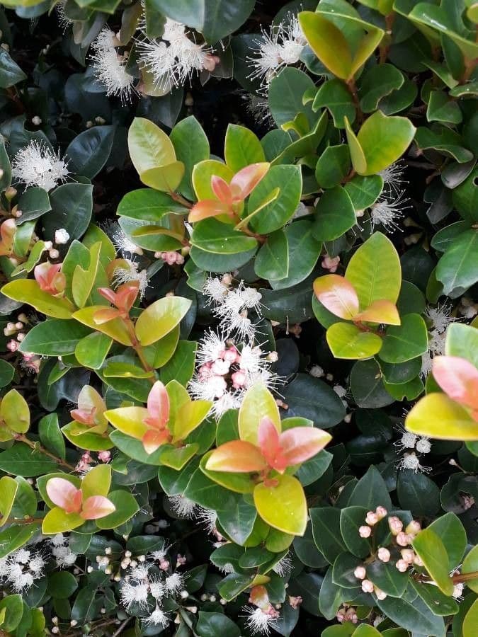 Syzygium buxifolium 8