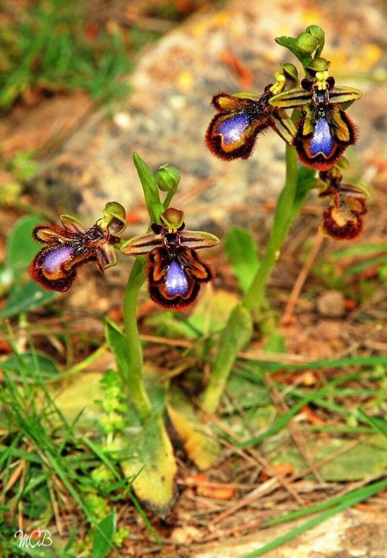 Ophrys speculum 17
