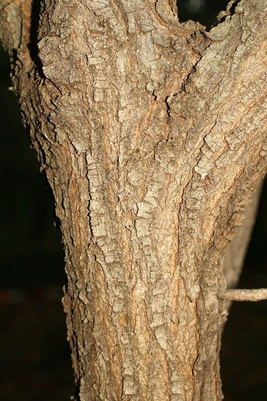 Indaco 22