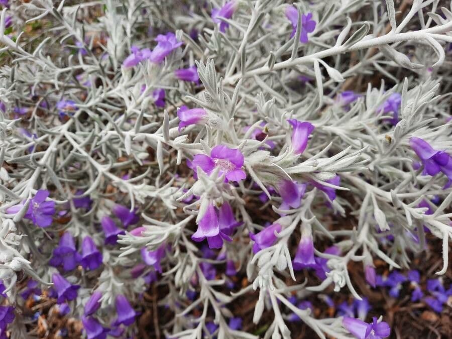 Eremophila
