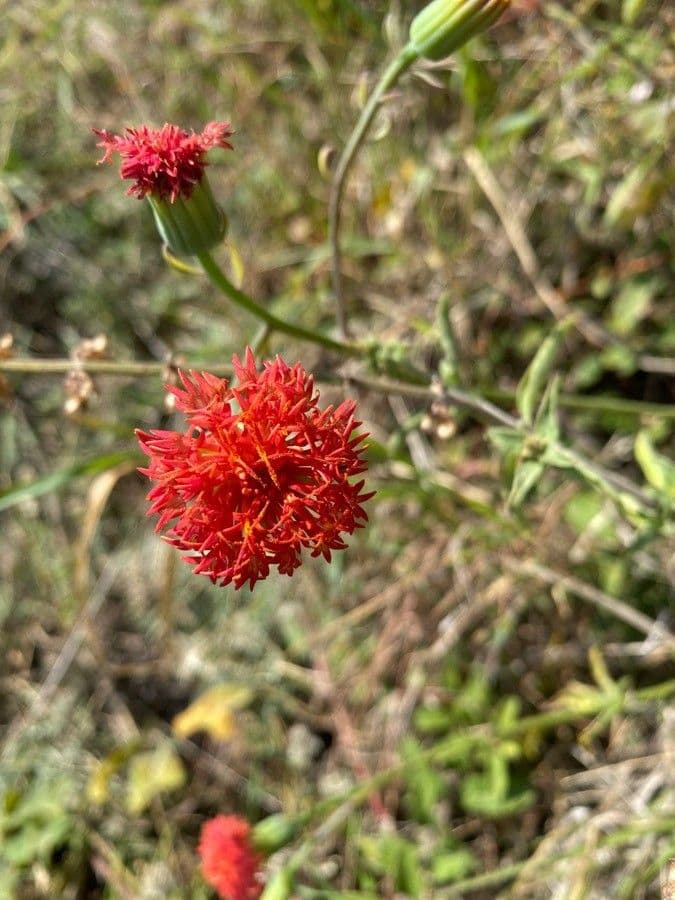 Kleinia abissina 3