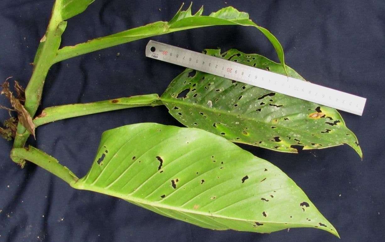 Monstera 6