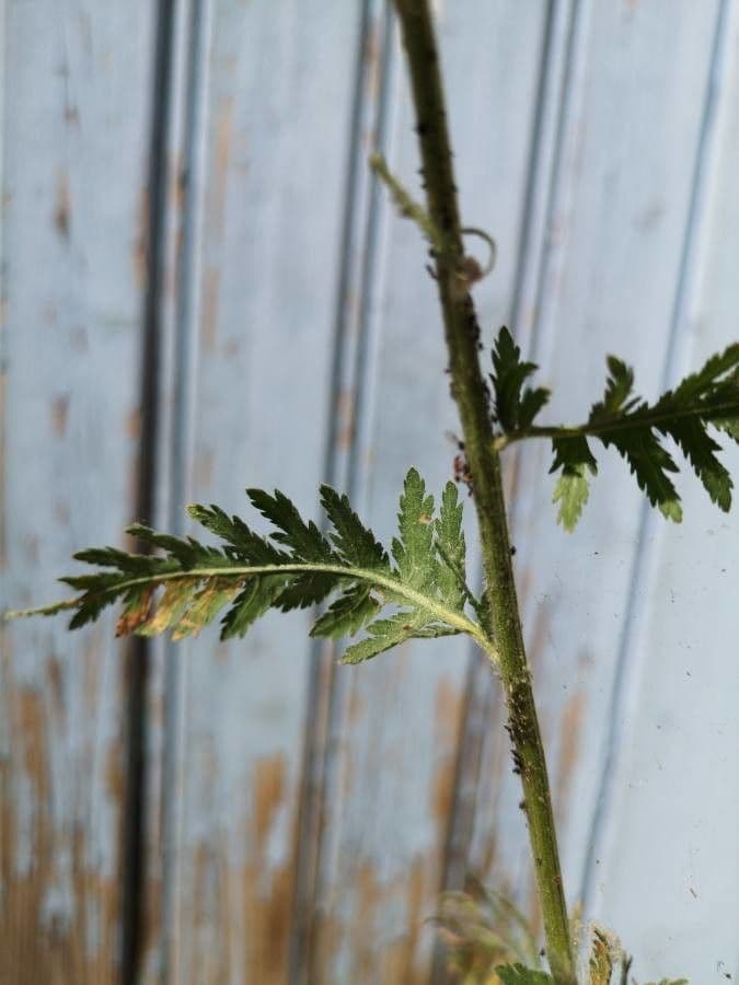 Achillea filipendula 19