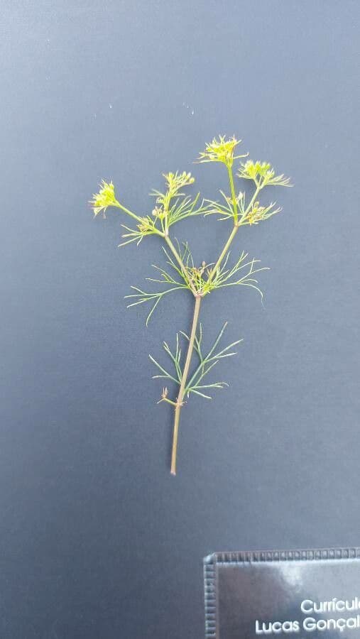 Ciclosperma 13