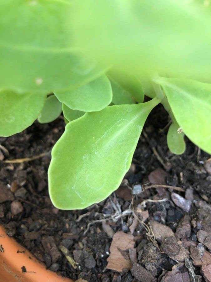 Sedum 13