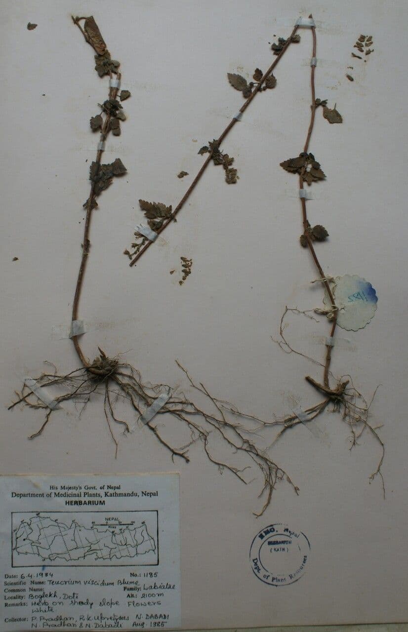 Teucrium viscidum
