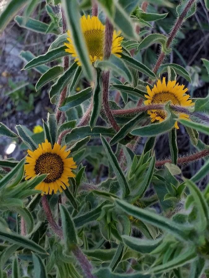Asteroide spinoso 9