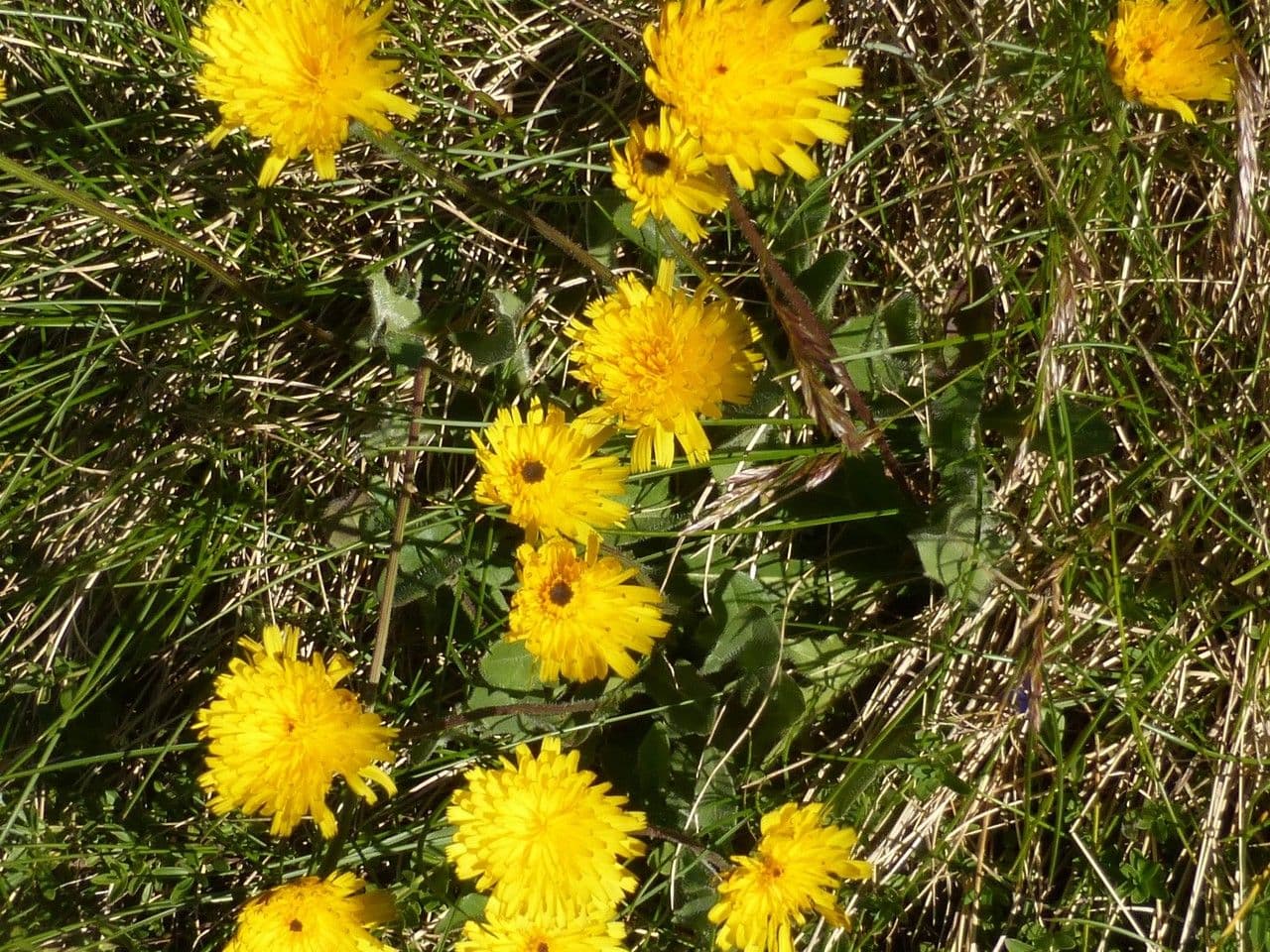 Hieracium 4