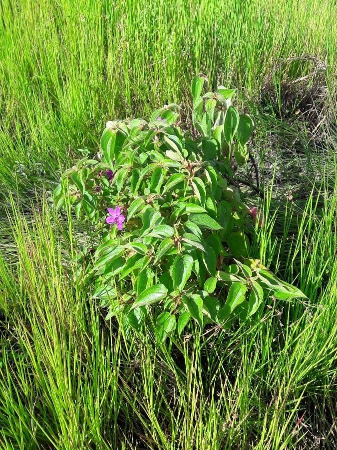 Rhynchanthera grandiflora 9