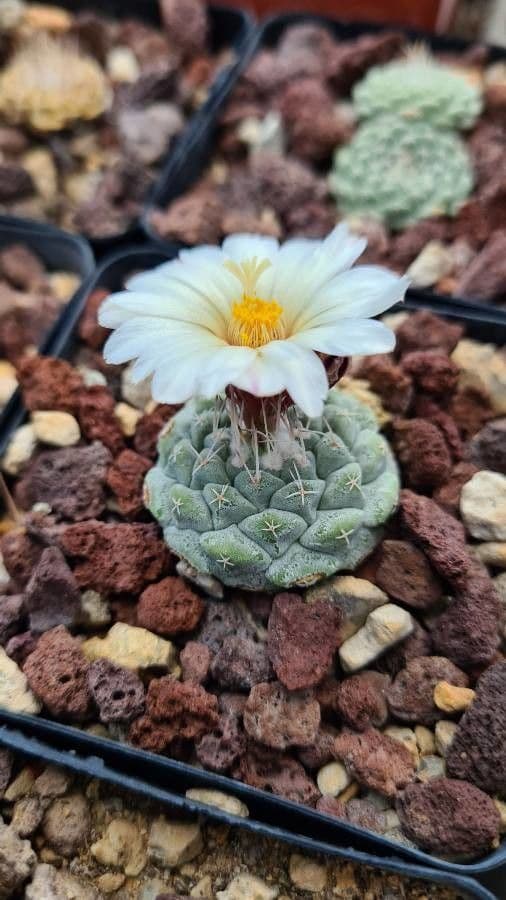 Strombocactus 2