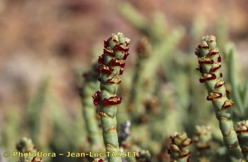 Anabasis articolata 3