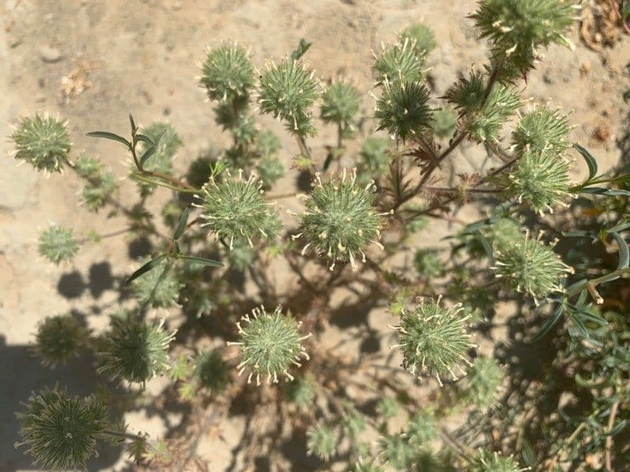 Navarretia