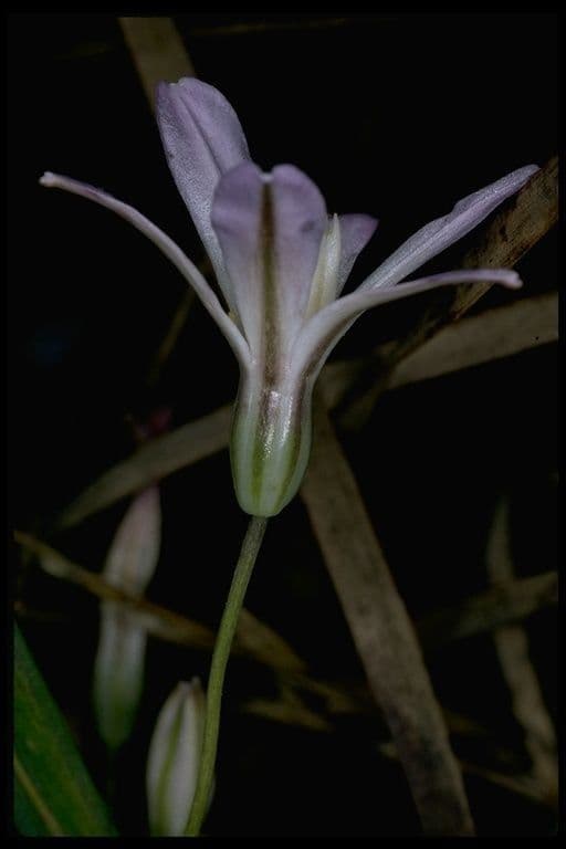 Brodiaea bledá
