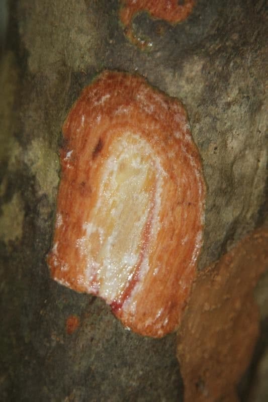 Pradosia 9