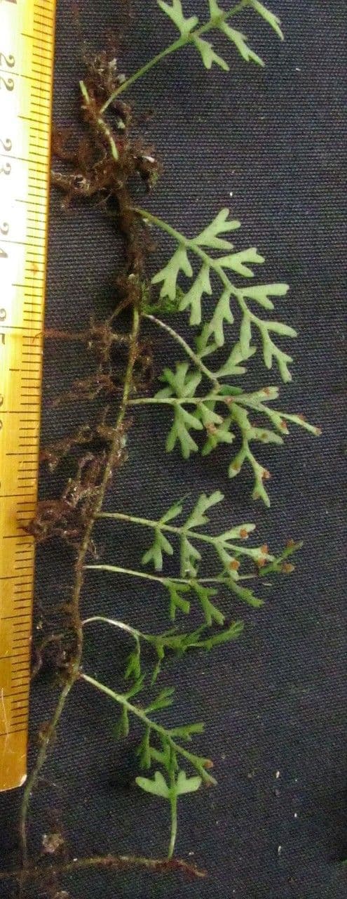 Deceptive polypody 6