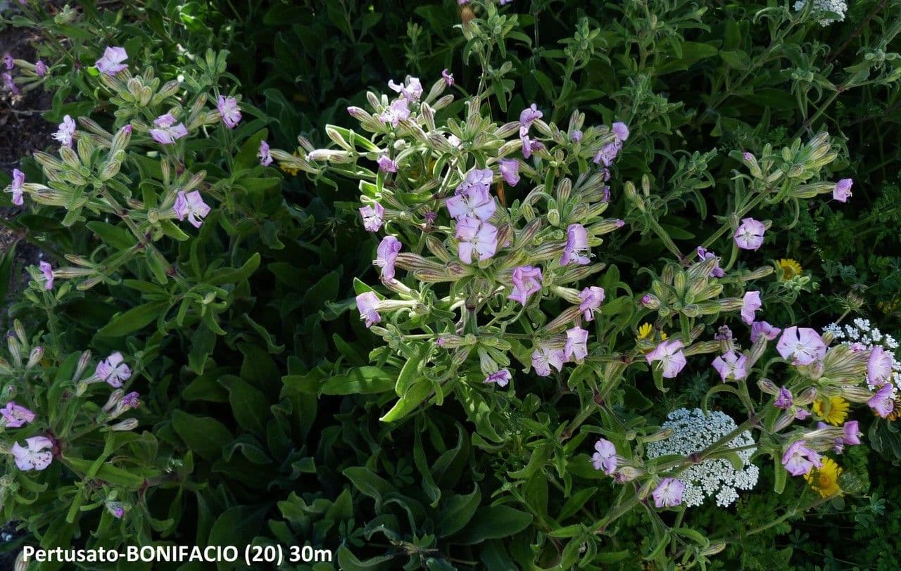 Silene 8