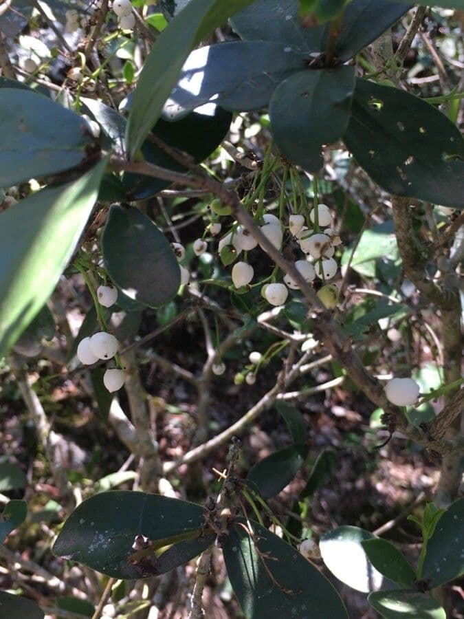 Daphnopsis 3