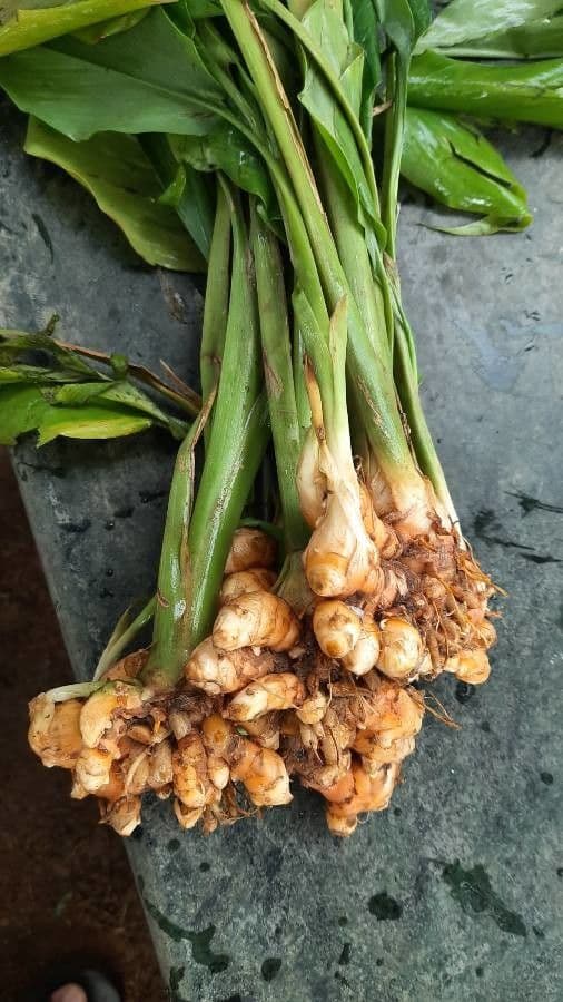 Curcuma 24