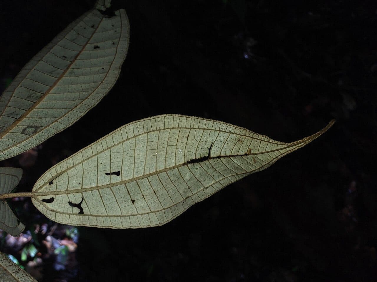 Miconia acuminata 2
