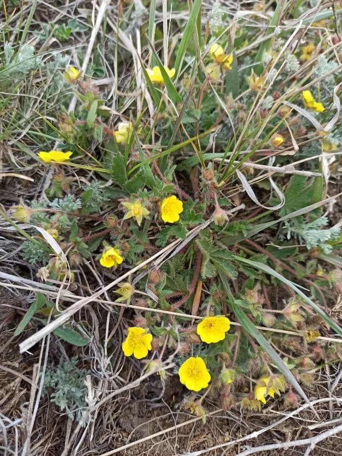 Potentilla eptafilla 10